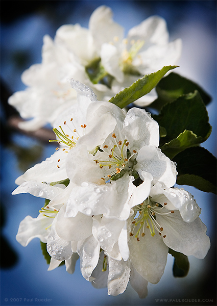    / Apple Blossom
