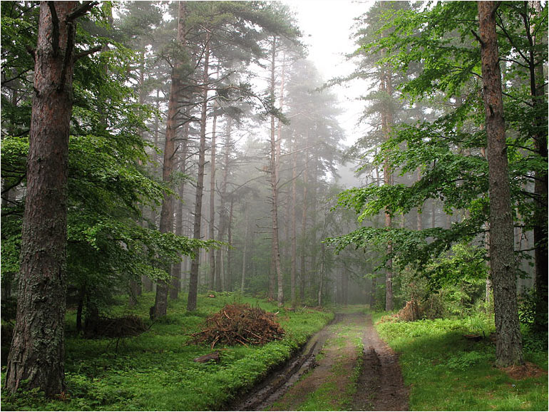  Rain Forest
