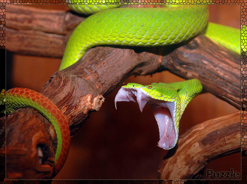  Indian bamboo pit viper