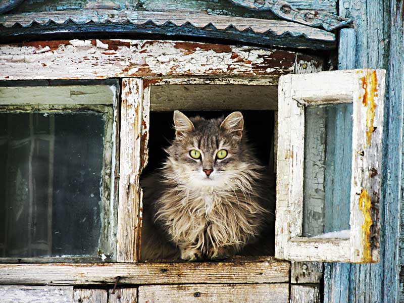  Cat from farytale
