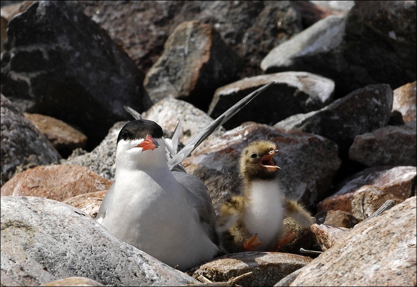  Sterna hirundo