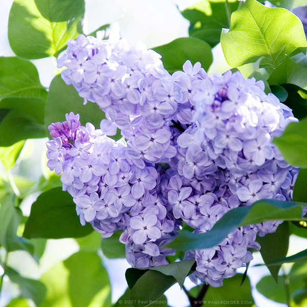    / Lilac Blossom