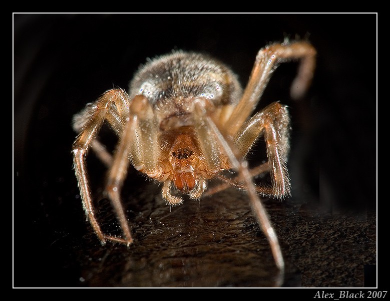  Spider