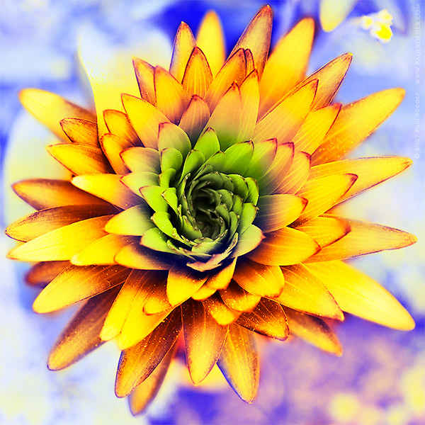    / Martian Sun