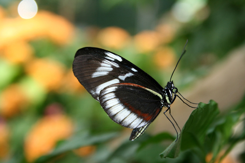  ButerFly