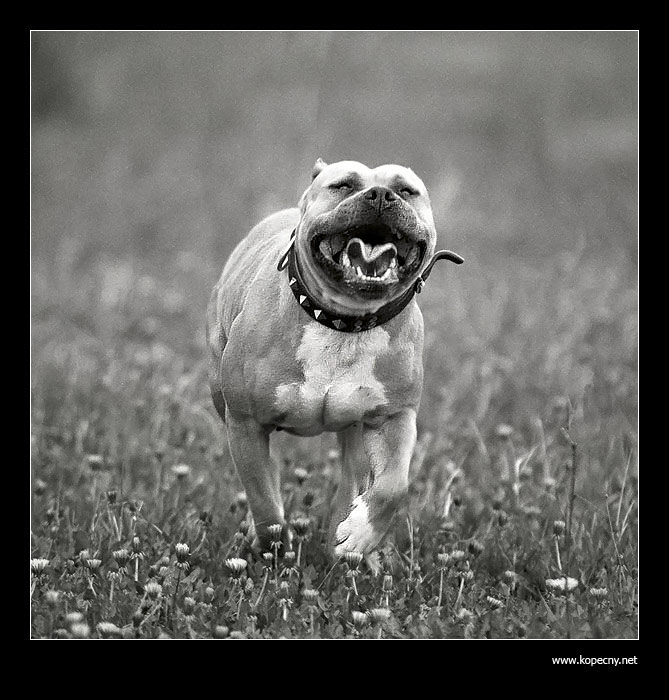  The Run for Life