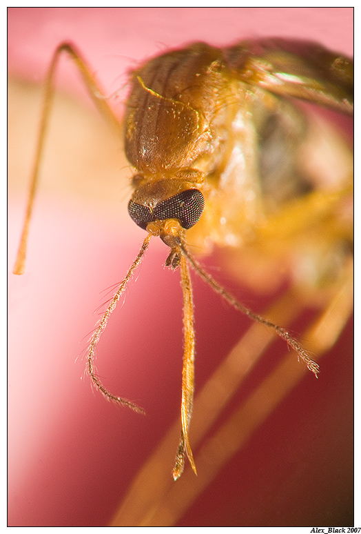  Mosquito