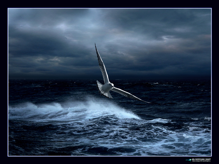  SEAGULL
