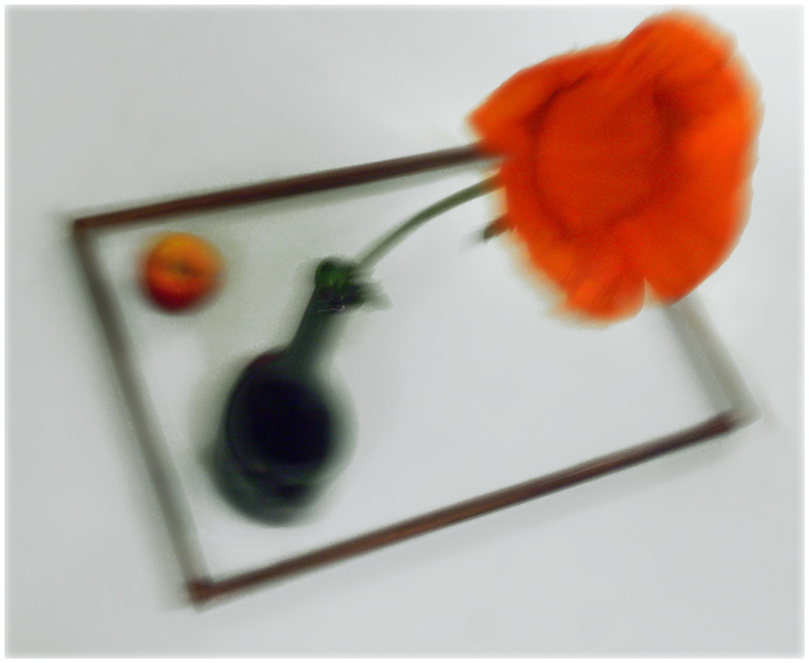    Papaver somniferum.