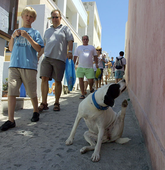 Sobaki Santorina (Kreta)