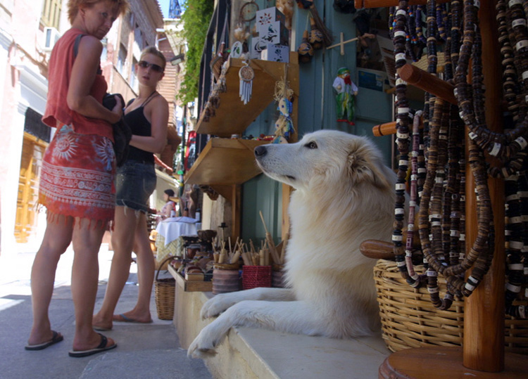  Prodaviec suvienirov. Sobaki Santorina (Kreta)