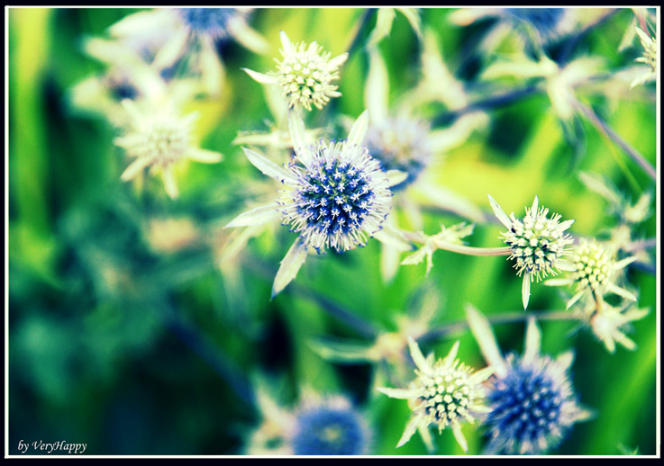  I fiori...proprio