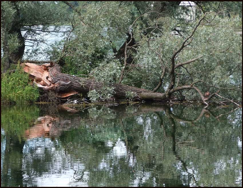   ( ).