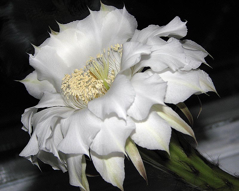    (Flower of the actus)