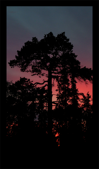  night forest
