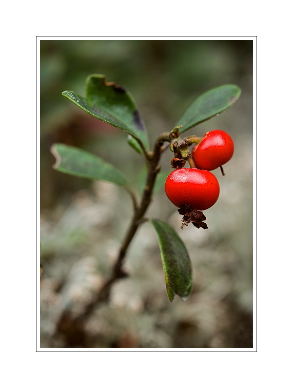  Vaccinium 