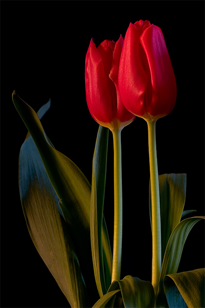  Tulipany