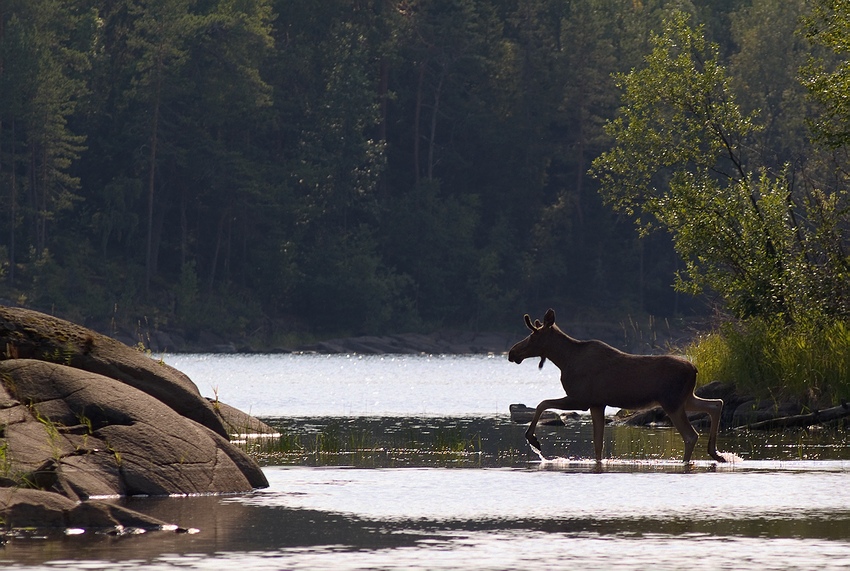  Alces