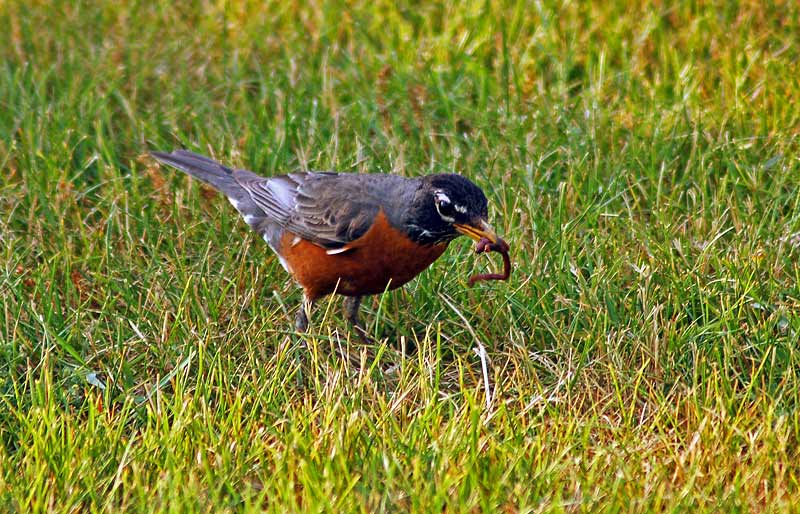  American robin