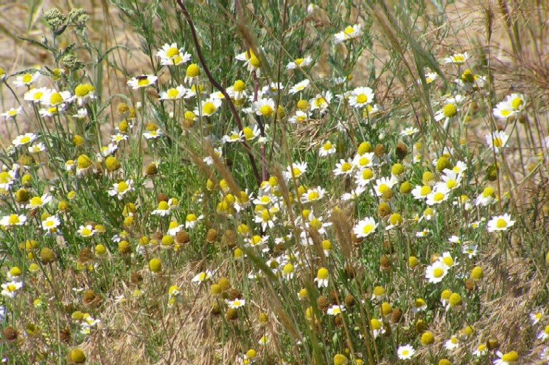  romashki