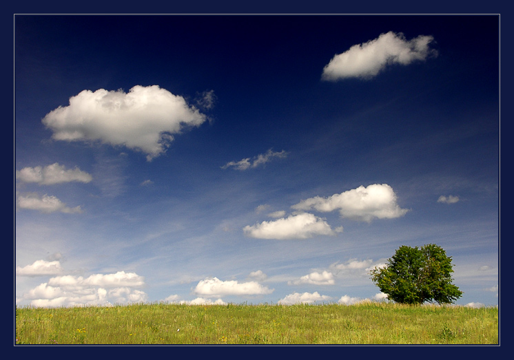  The Tree