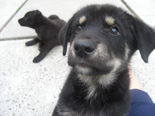  dog