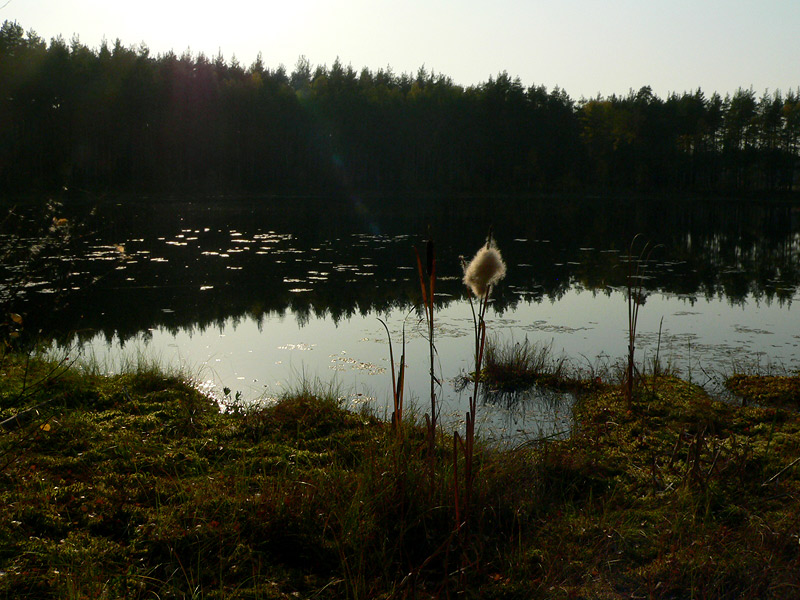  jarvi