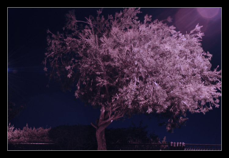  ף .