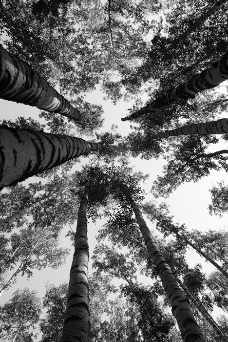  Into the sky