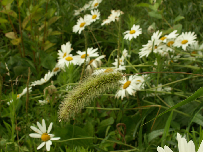  priroda