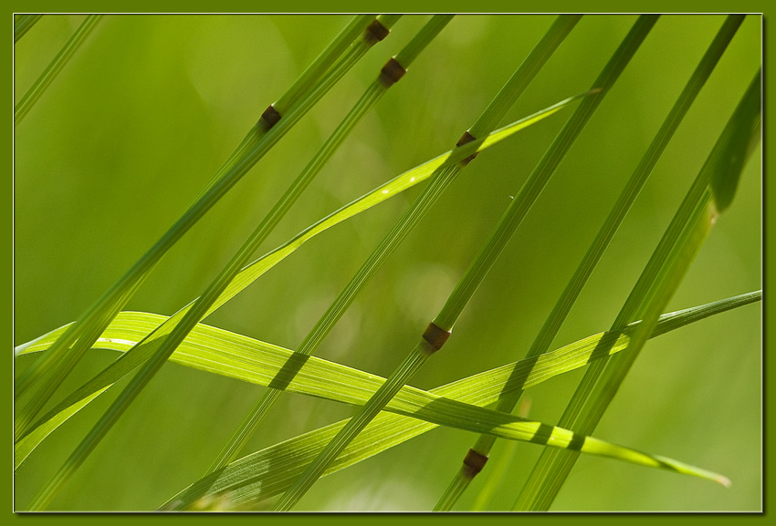  Green Thru