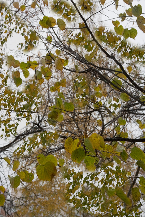  Yellow green fall