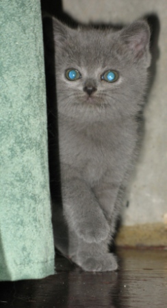  Kaķis