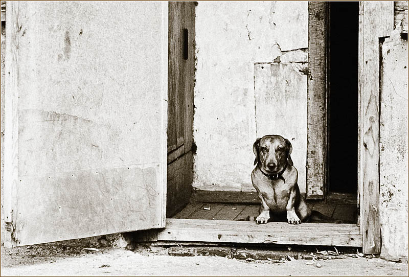  Door Patrol