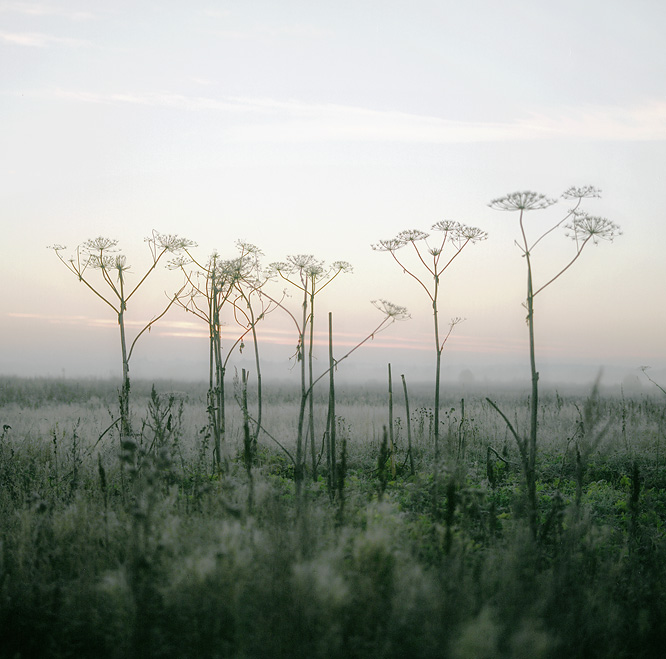  early frost