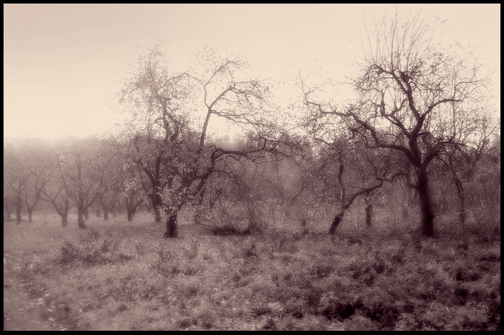  fog&trees
