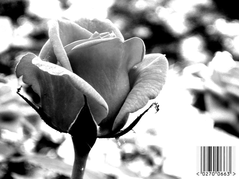  no name