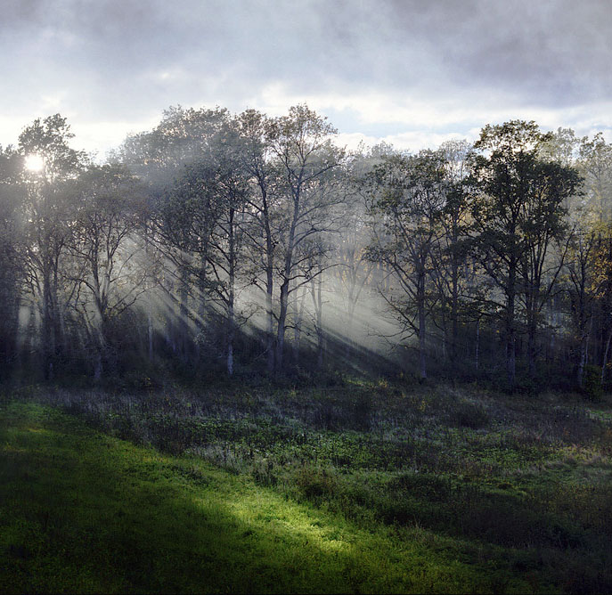  by the forest