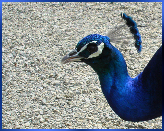  / blue / indigo /