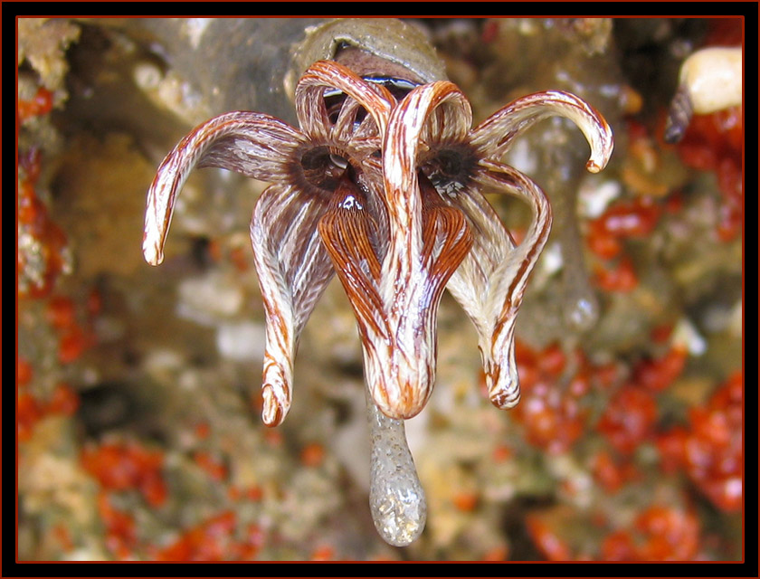  Sea Orchid