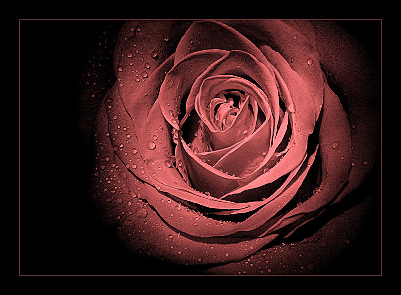  A rose