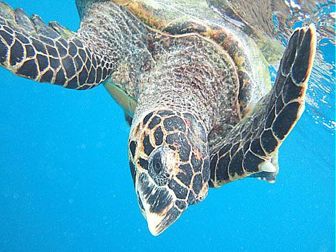   : www.photo-snorkel.nm .ru