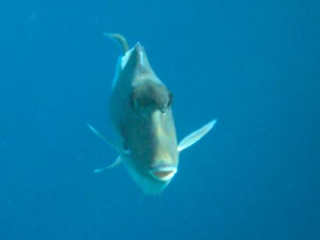  -: www.photo-snorkel.nm .ru