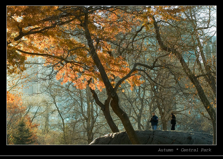  central park