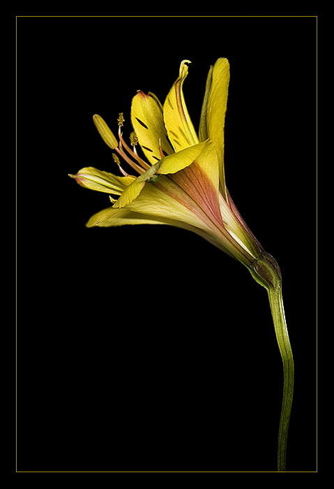  Yellow/Black
