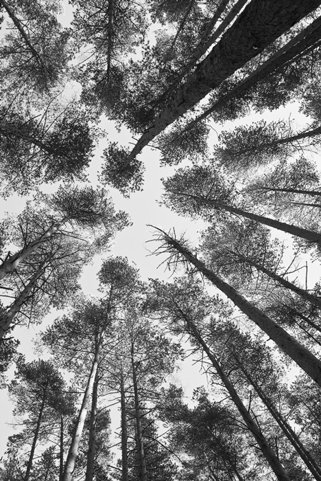  Looking for the sky