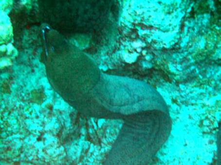  : www.photo-snorkel.nm .ru