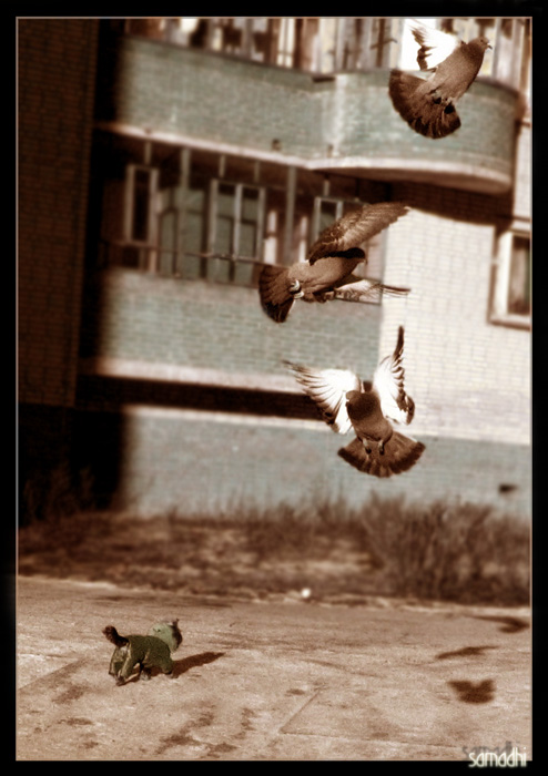  doves hunt and dog