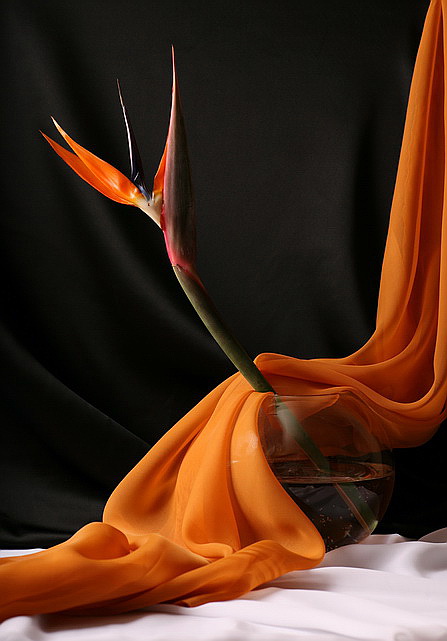  Strelitzia No.1