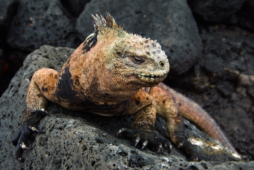  Amblyrhynchus cristatus